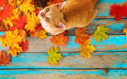 Autumn Cat 1920x1200 1