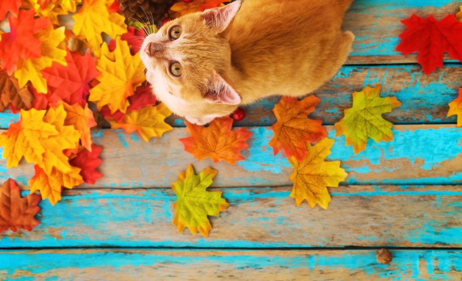 Autumn Cat 1920x1200 1