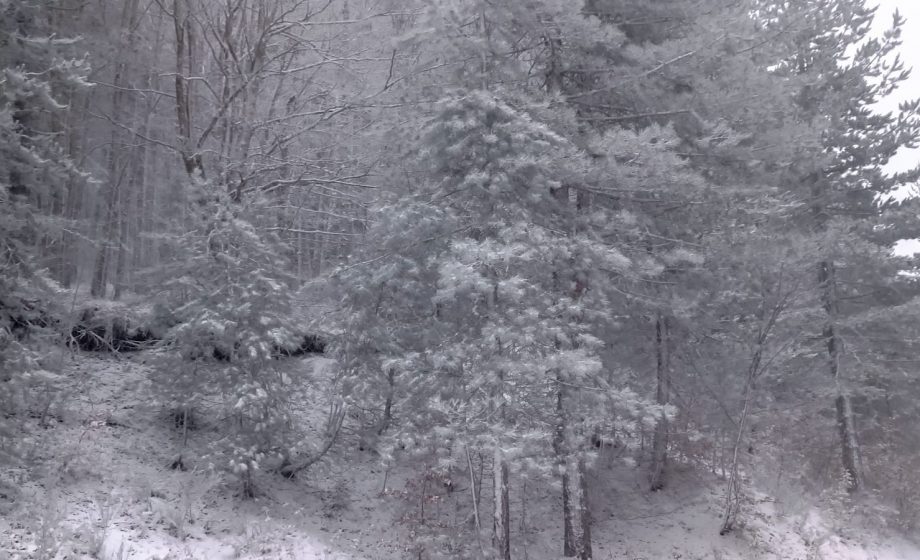 Neve e gelo in Sila uno spett