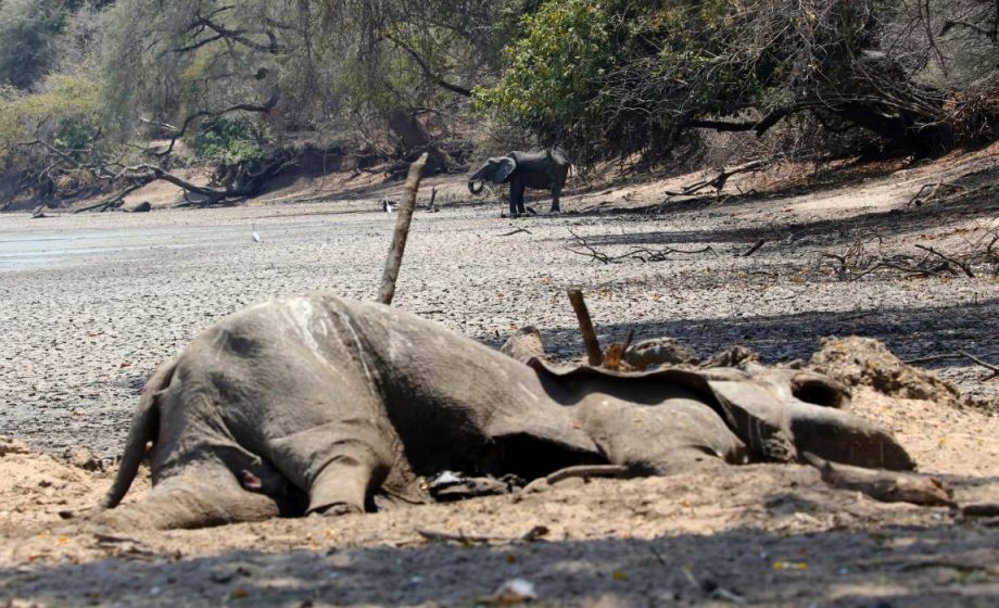 Zimbabwe 100 elefanti morti a