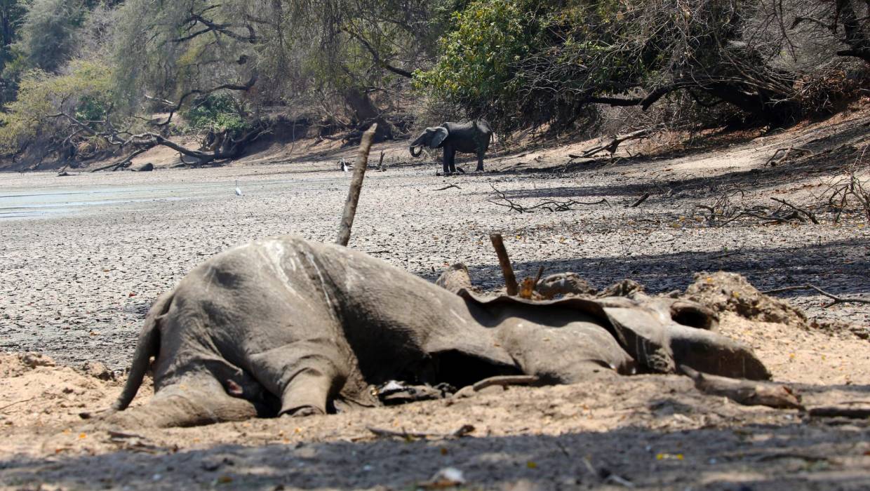 Zimbabwe 100 elefanti morti a