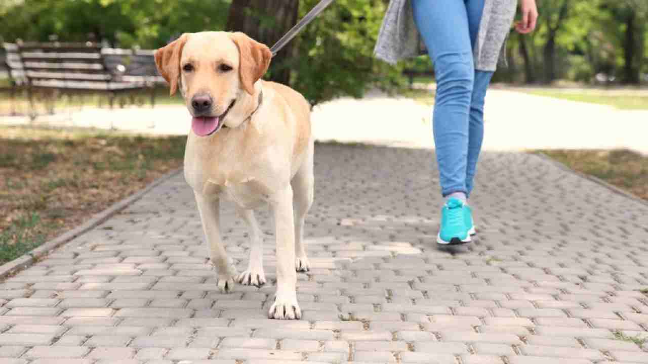 A spasso con il cane - Avvisatore.it