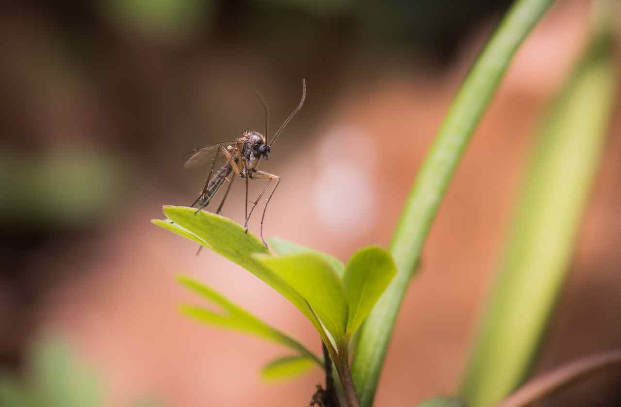 ‘Zanzare, a mai piu’, il rimedio naturale efficace: bastano 2 ingredienti | Addio prodotti chimici: risparmi un botto